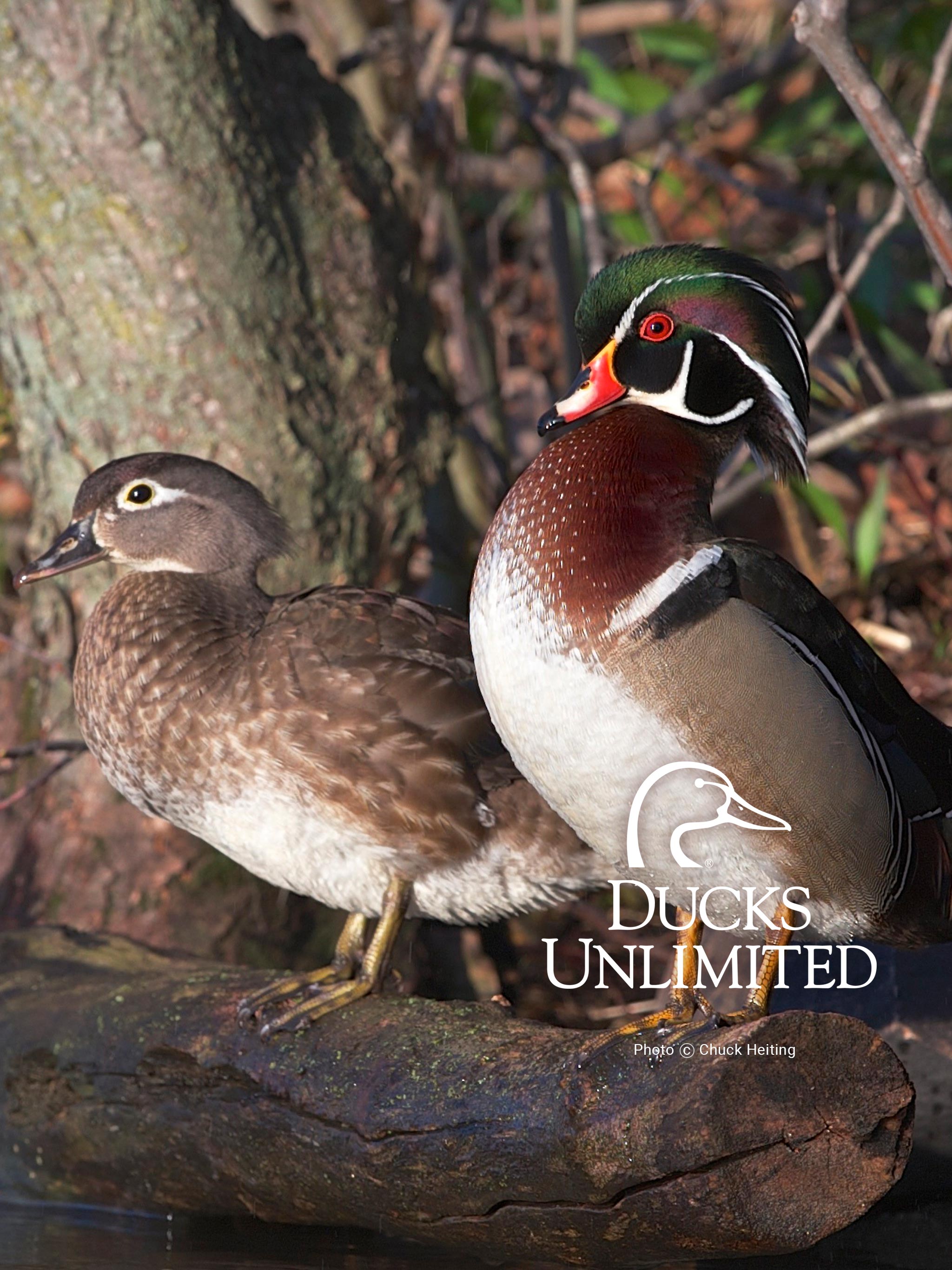 Ducks Unlimited Mobile Wallpaper