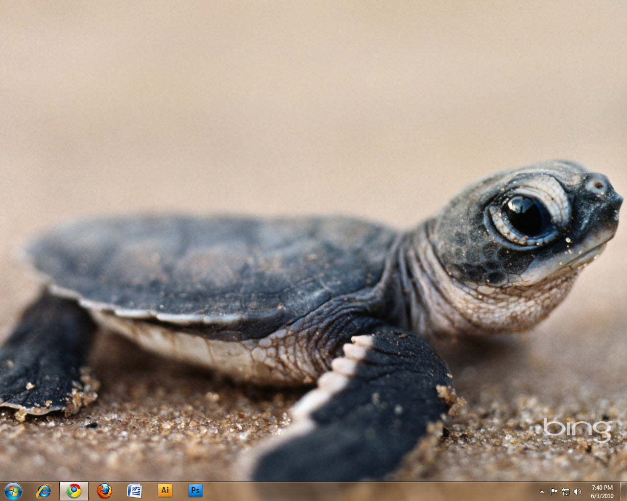Baby Sea Turtles Wallpaper Image Pictures Becuo