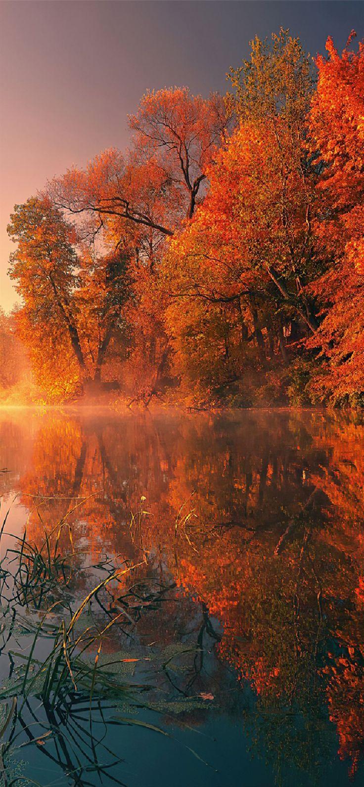 Trees Fall Reflection Autumn 4k Nature