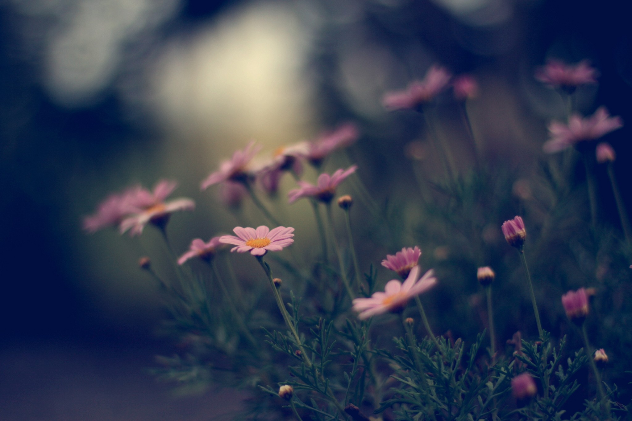 Flowers Nature Wallpaper HD