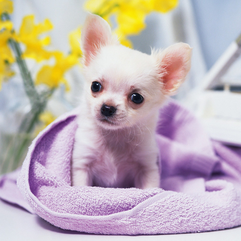 Animals Cute Chihuahua Puppy iPad iPhone HD Wallpaper