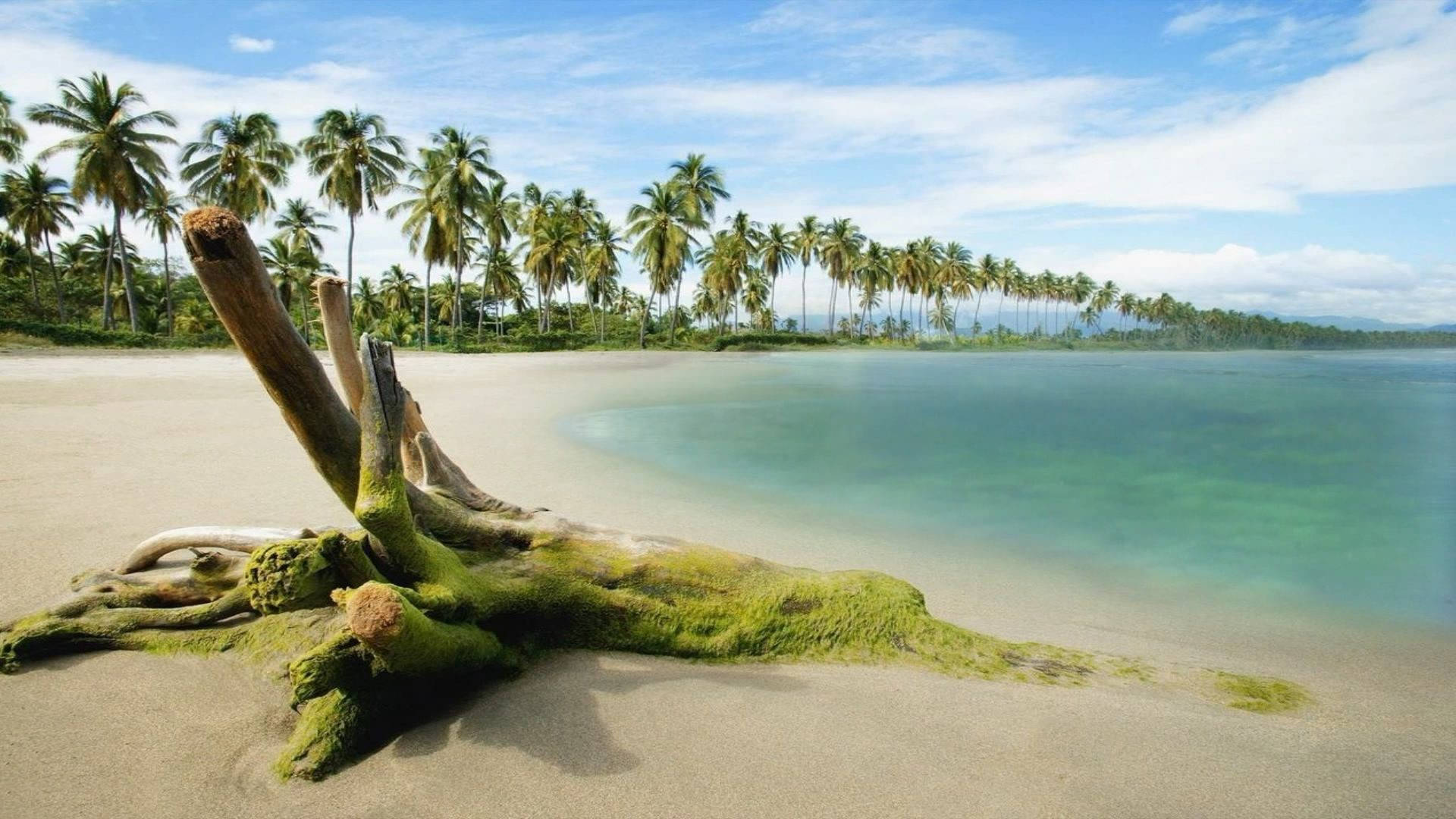 Full HD Nature Wallpaper