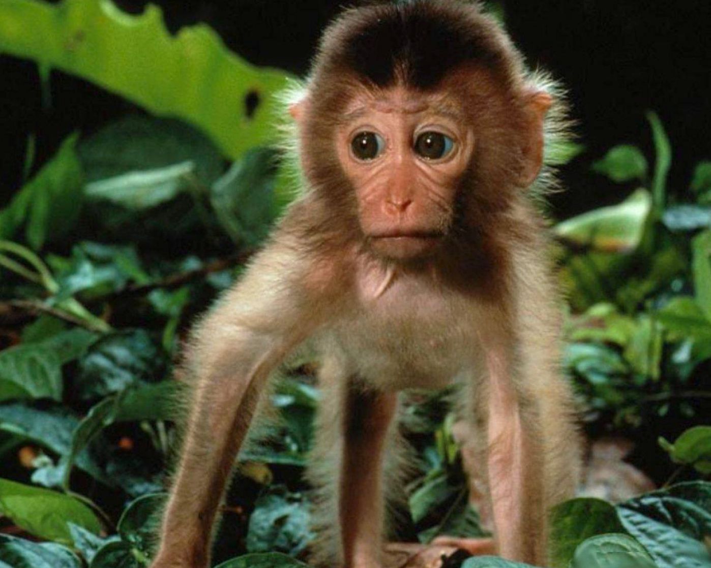 Encyclopaedia Of Babies Beautiful Wild Animals Wallpaper