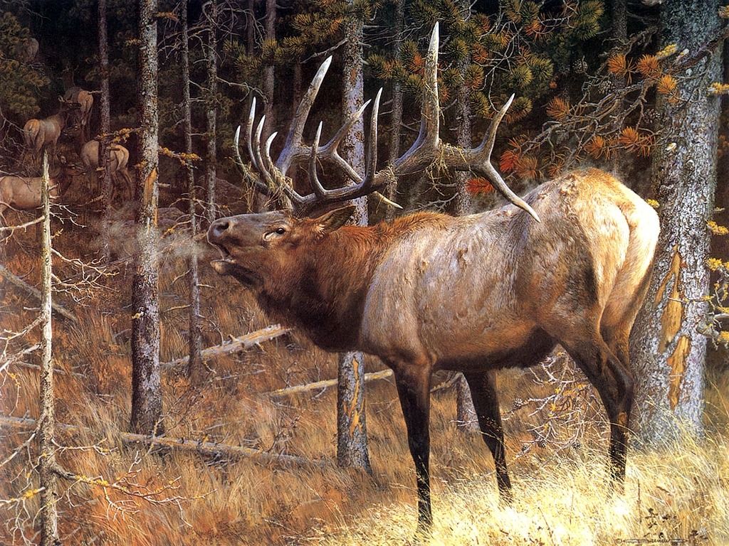 Deer Wallpaper Image And Animal Desktop Background