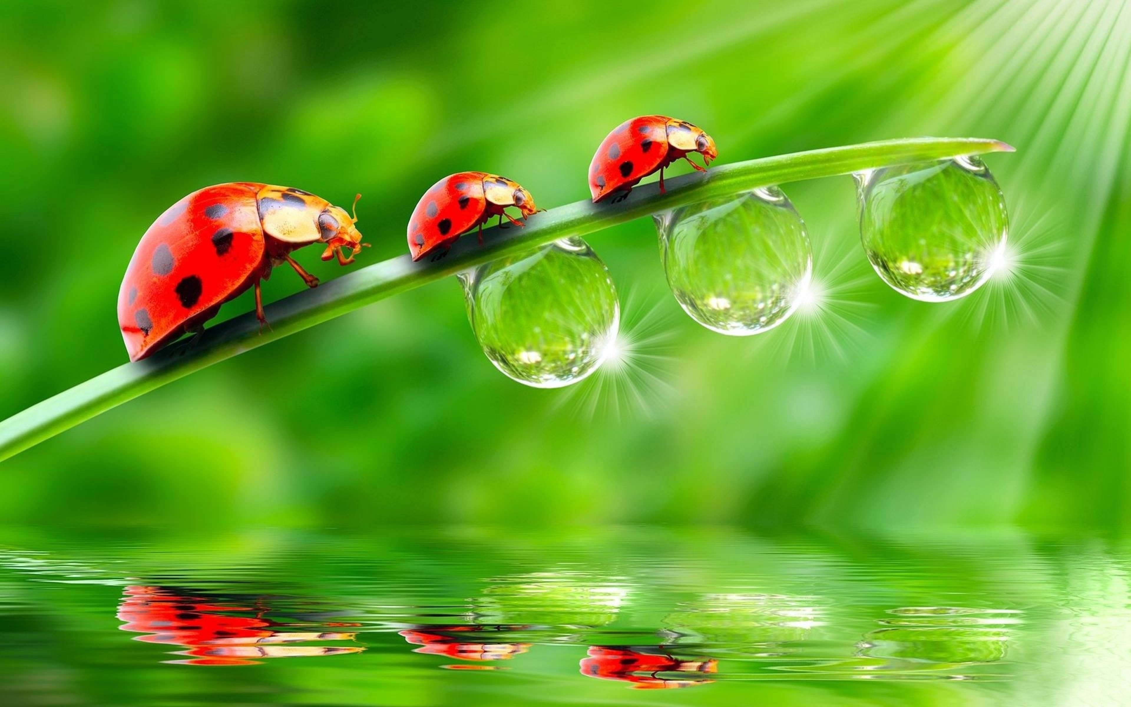 Ladybugs HD Animal Wallpaper Water Drop On Leaf