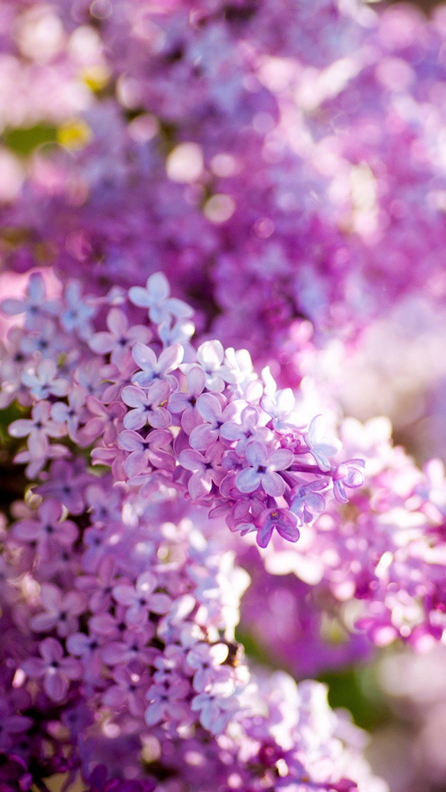 Wallpaper Lilac Spring All The You Need