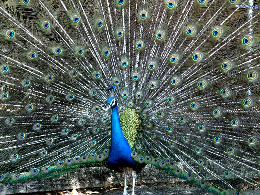 Peacock The Animal Kingdom Wallpaper