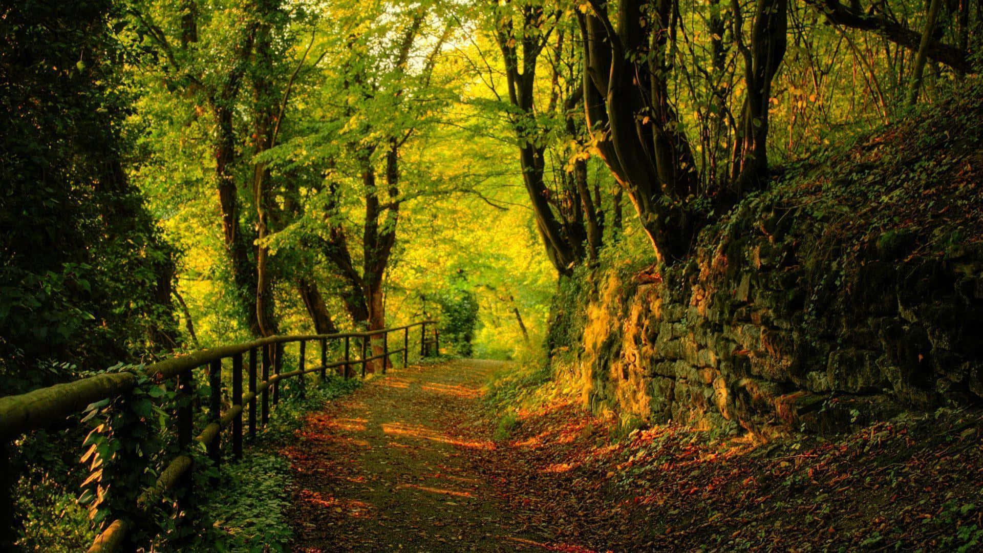 Early Fall Wallpaper