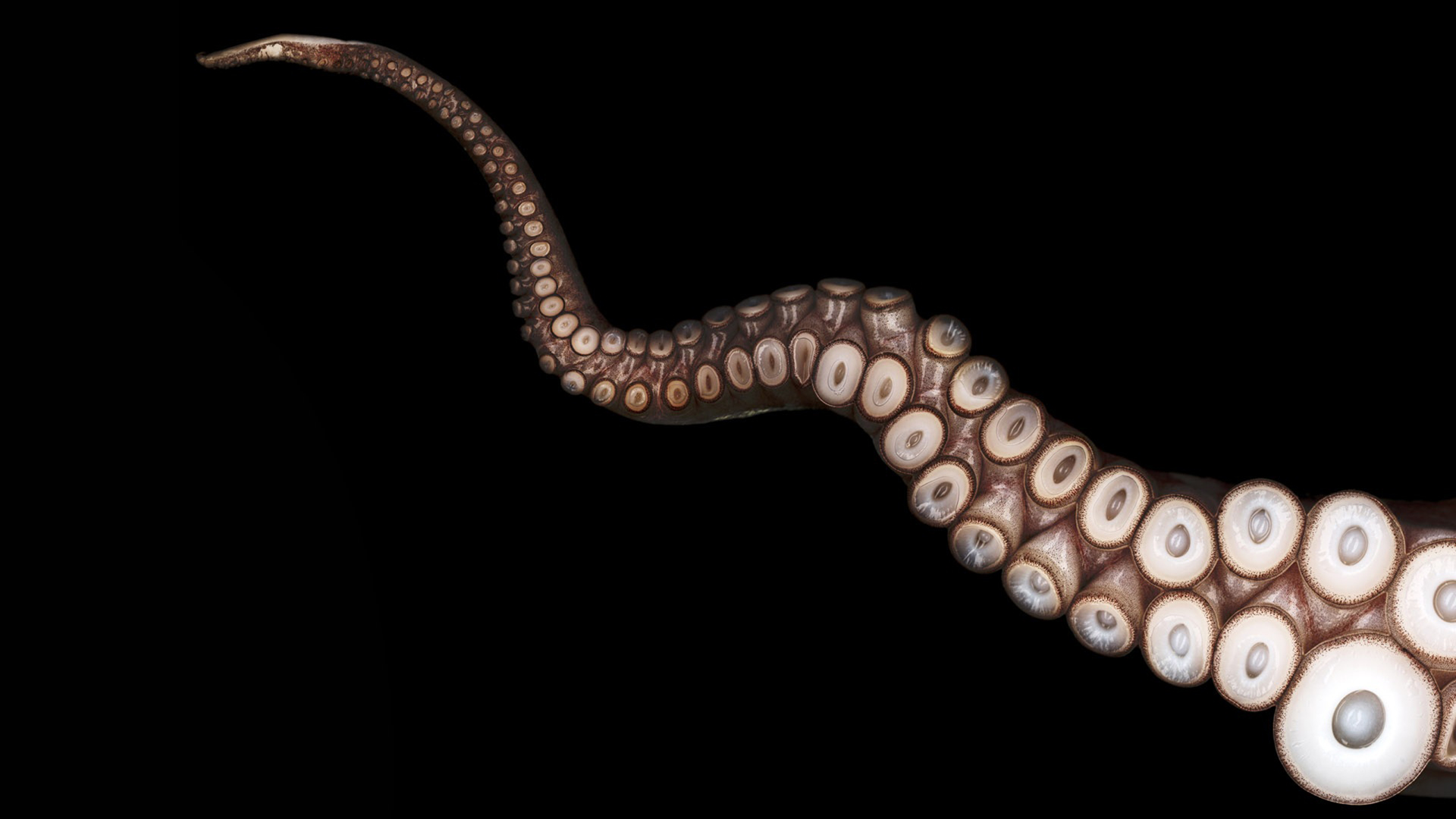 Terralonginqua Close Up Tentacles Octopus Black Wallpaper