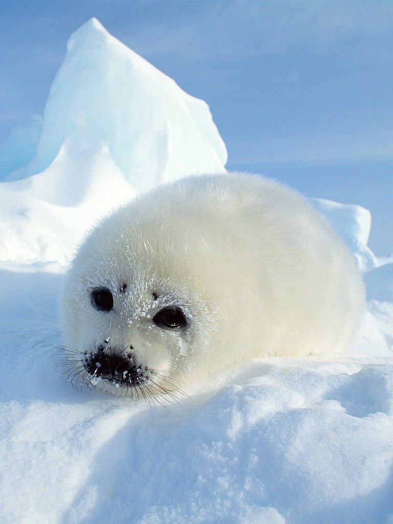 Wallpaper For Android Baby Harp Seal Pup iPad Background
