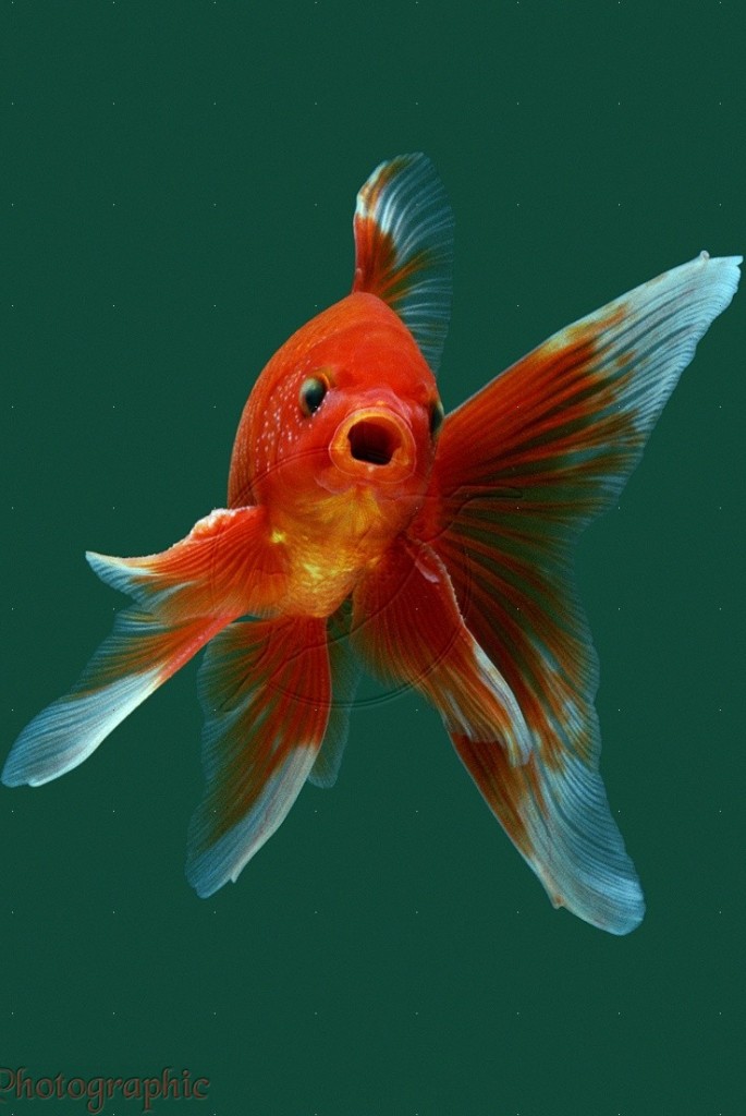 Goldfish Photography Lets Dance And Koi
