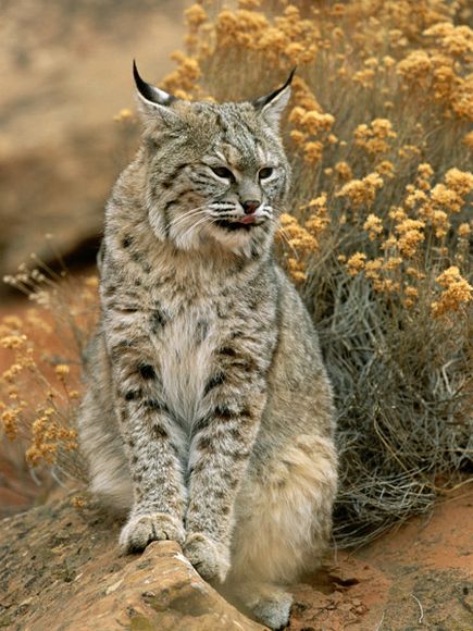 Bobcats Named For Their Bobbed Tails Have Ears That Resemble