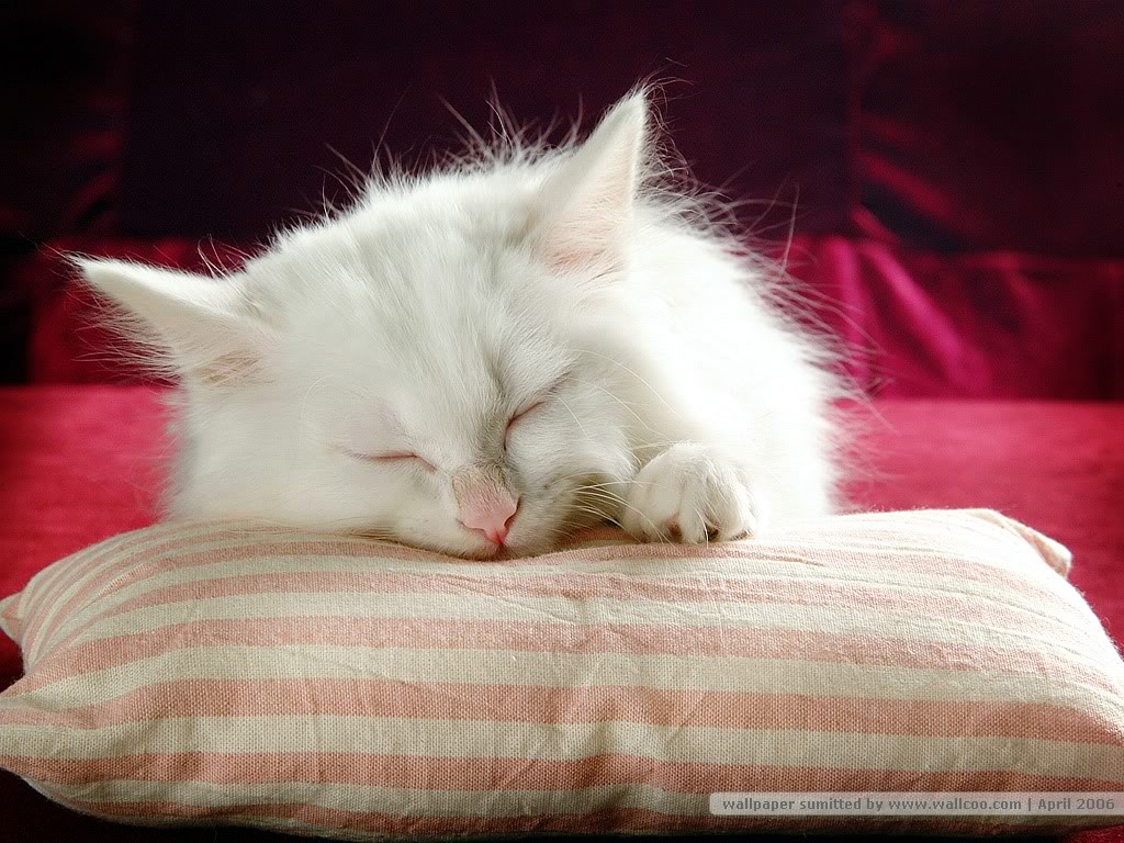 My Favourate Cat Wallpaper