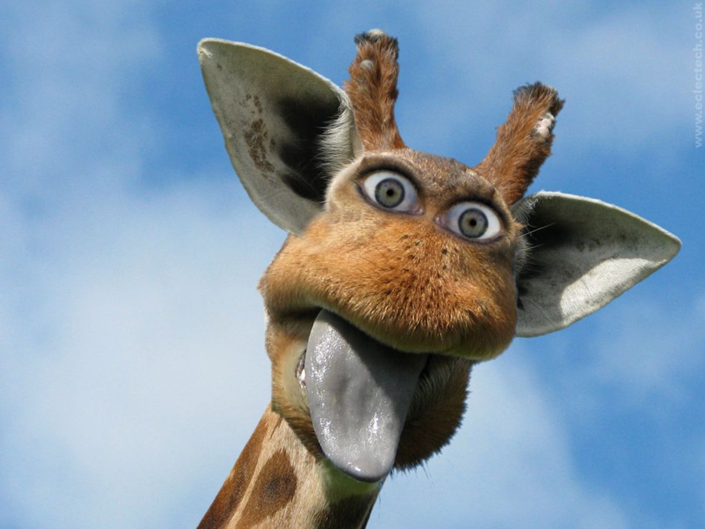 Funny Giraffe Desktop Wallpaper Background