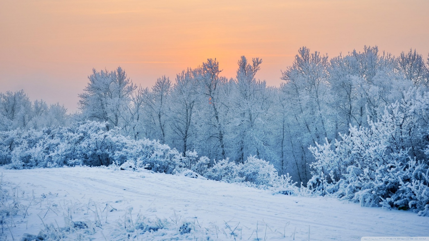 Winter Snow Trees HD Desktop Wallpaper