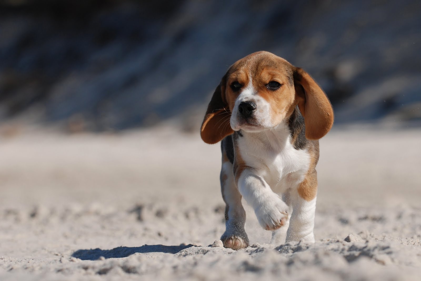 Beagle Pups Wallpaper At Wallpaperbro