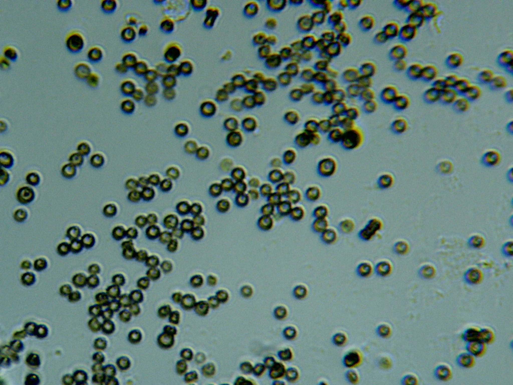 Rhizopus Bread Mold Under Microscope HD Wallpaper