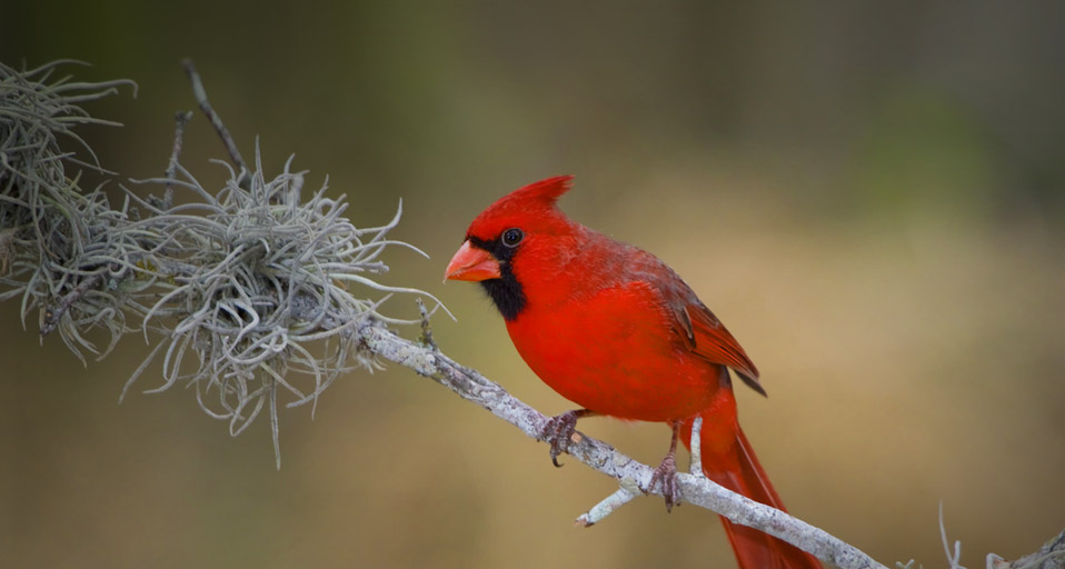 Cardinal Northern Perched On A Branch In The