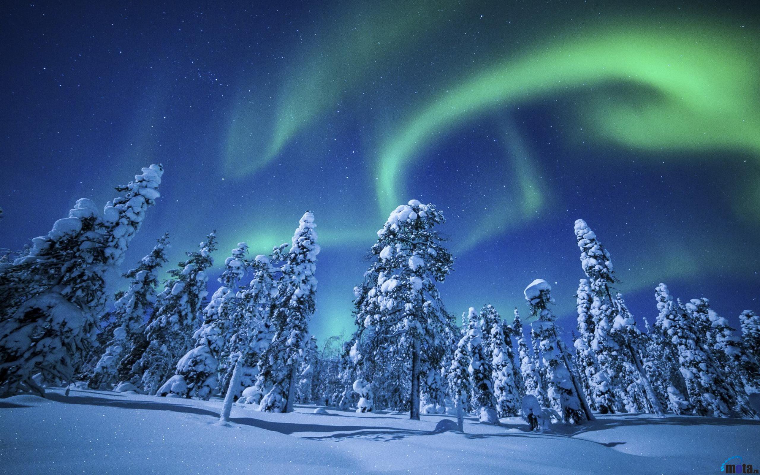 Wallpaper Northern Lights Over Pine Forest X