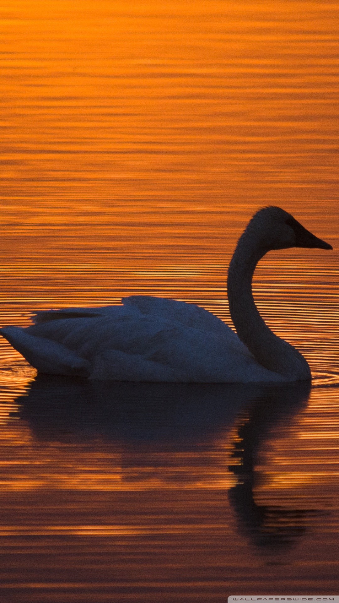 Trumpeter Swan Phone Wallpaper By Cathi26