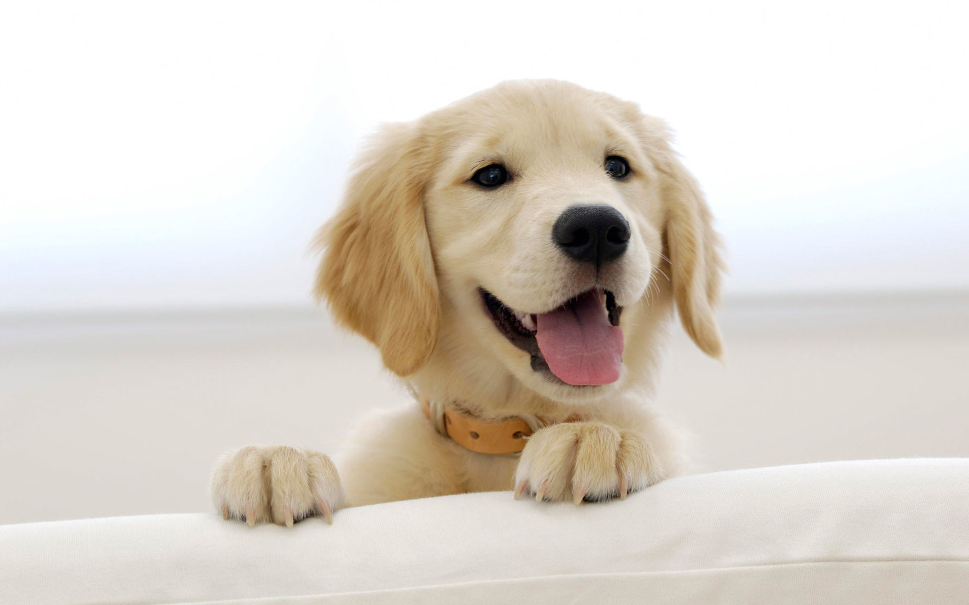 Cute Golden Retriever Puppies Wallpaper Image