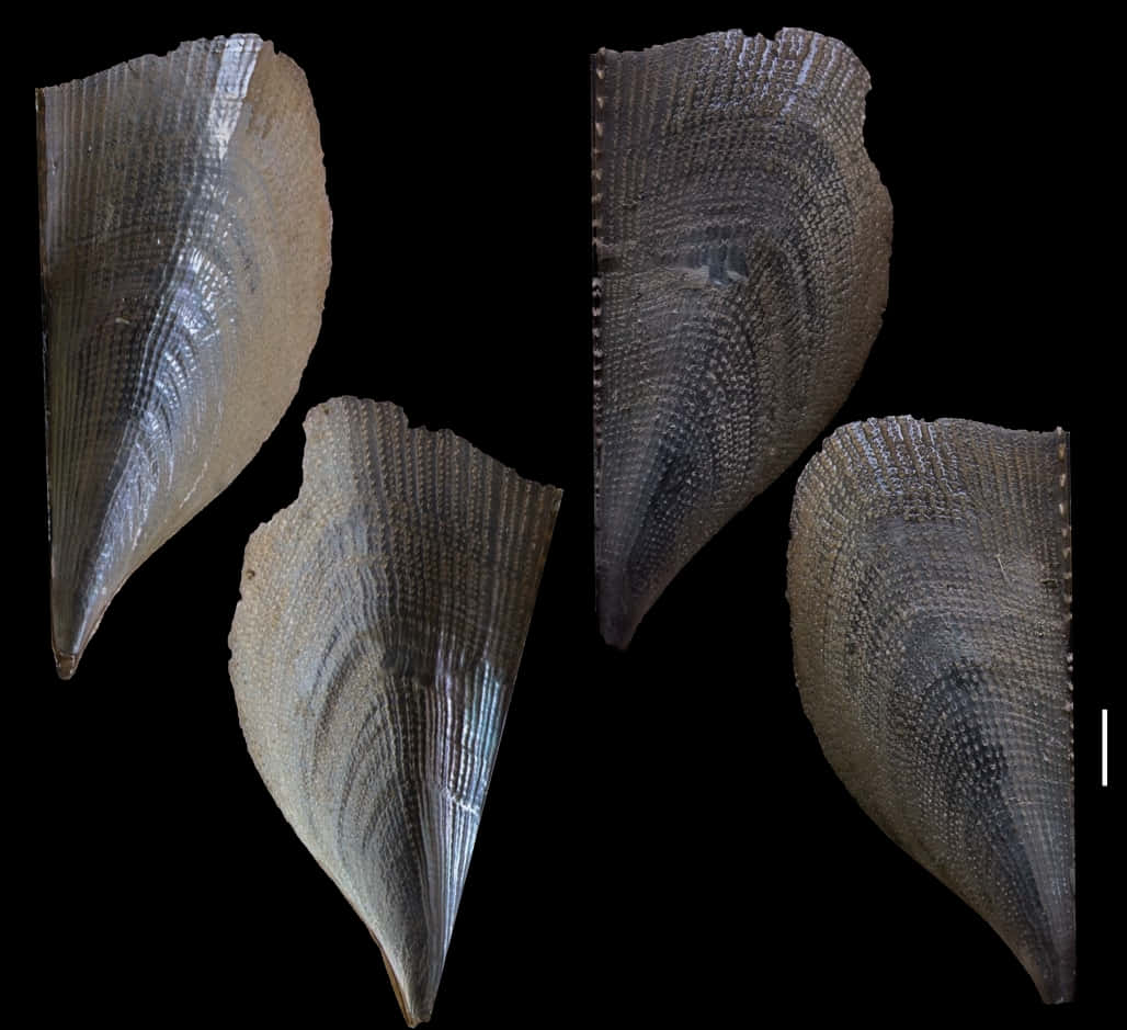 Atrina Shell Variations Wallpaper