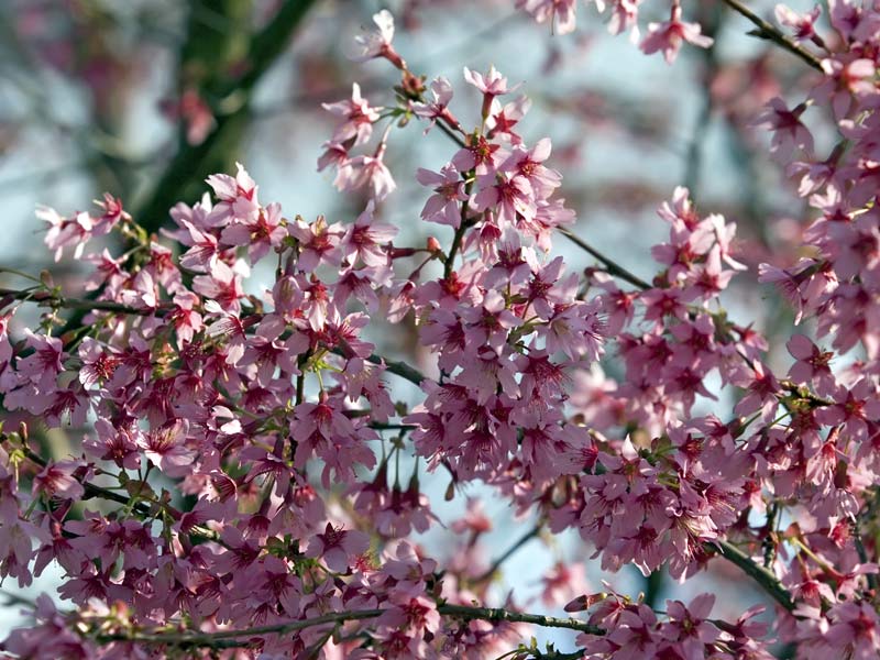 Desktop Wallpaper Of Pink Blossom On The Trees In Spring