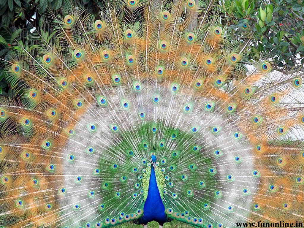 Peacock Wallpaper Indian National Bird