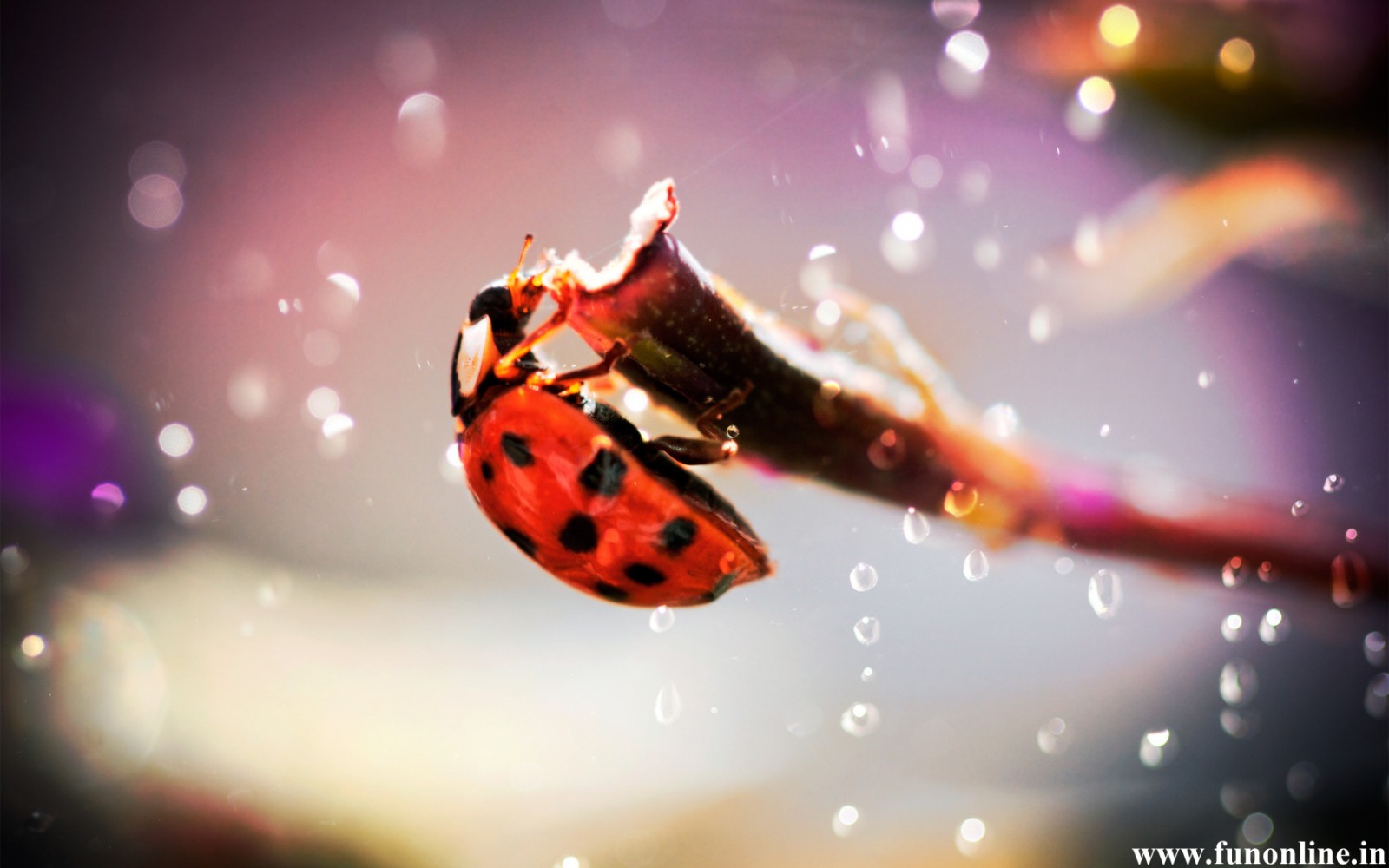 Ladybug Wallpapers Download Colorful Ladybugs HD Wallpapers Free
