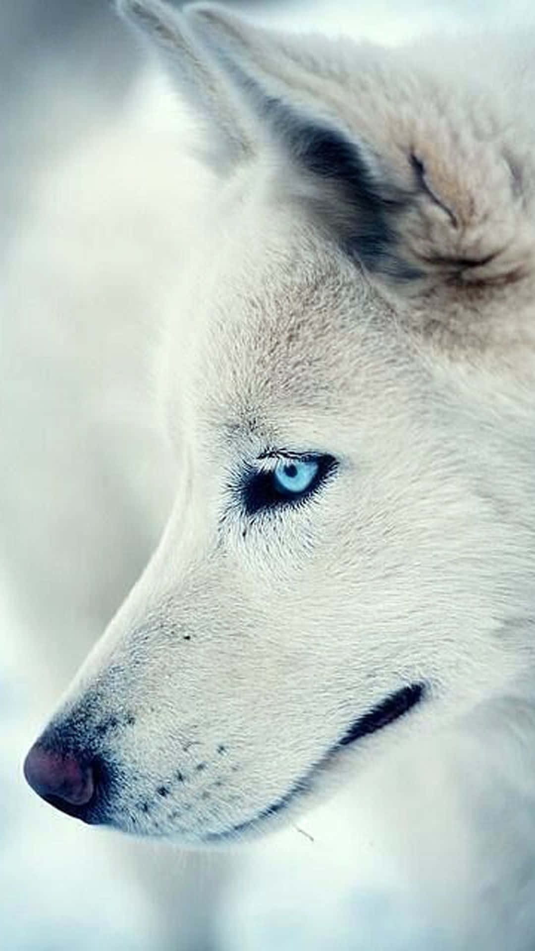 Wolf iPhone Wallpaper