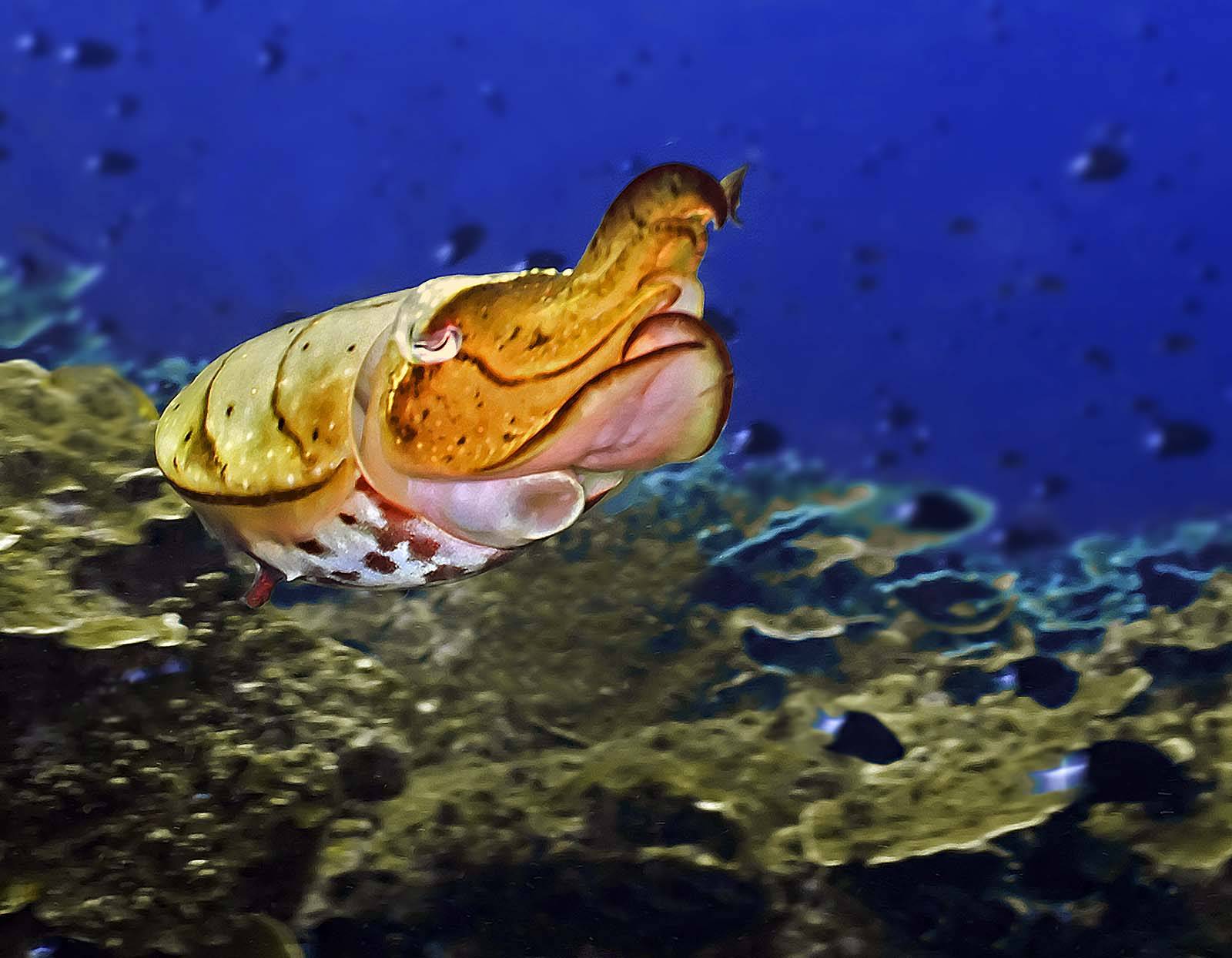 Broadclub Cuttlefish Sepia Latimanus Tropical Fish Underwater Sea