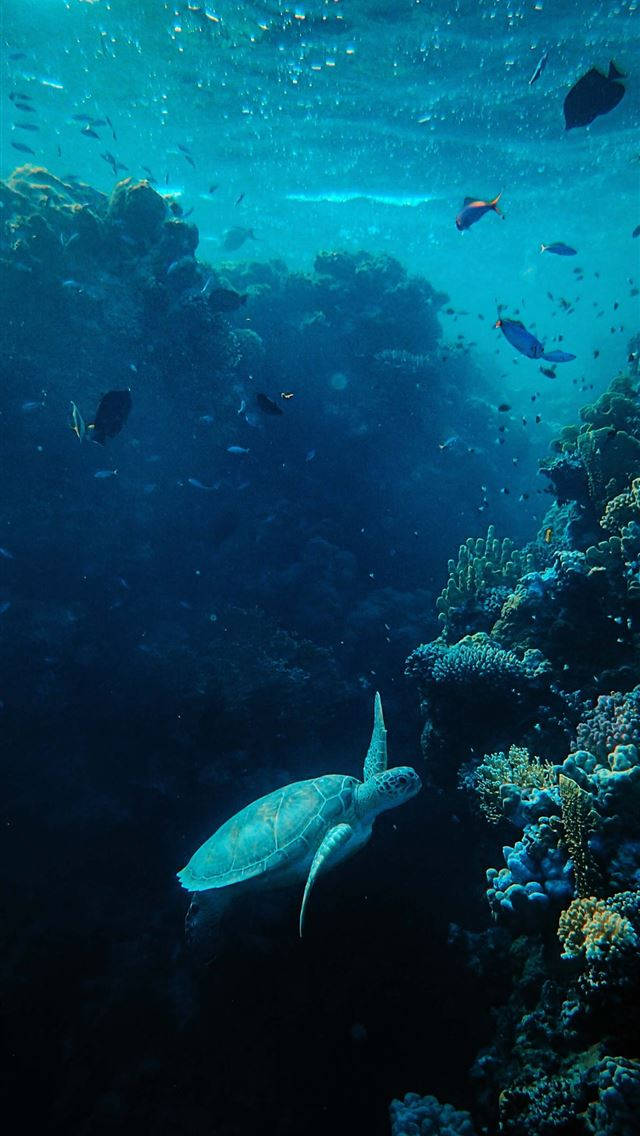 Sea Turtle iPhone Wallpaper