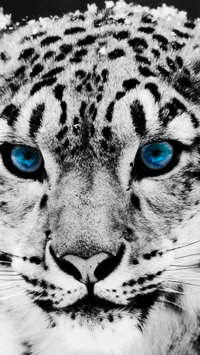 Snow Leopard iPhone Wallpaper Tags Animals Blue Eyes