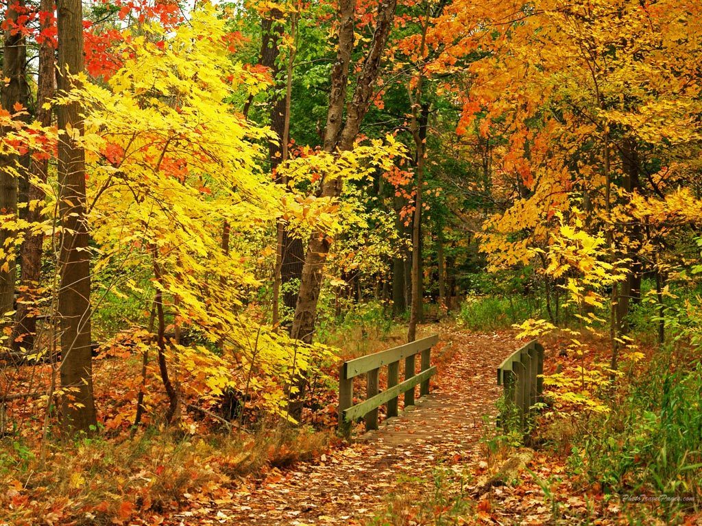 Kids Under Fall Wallpaper For Desktop