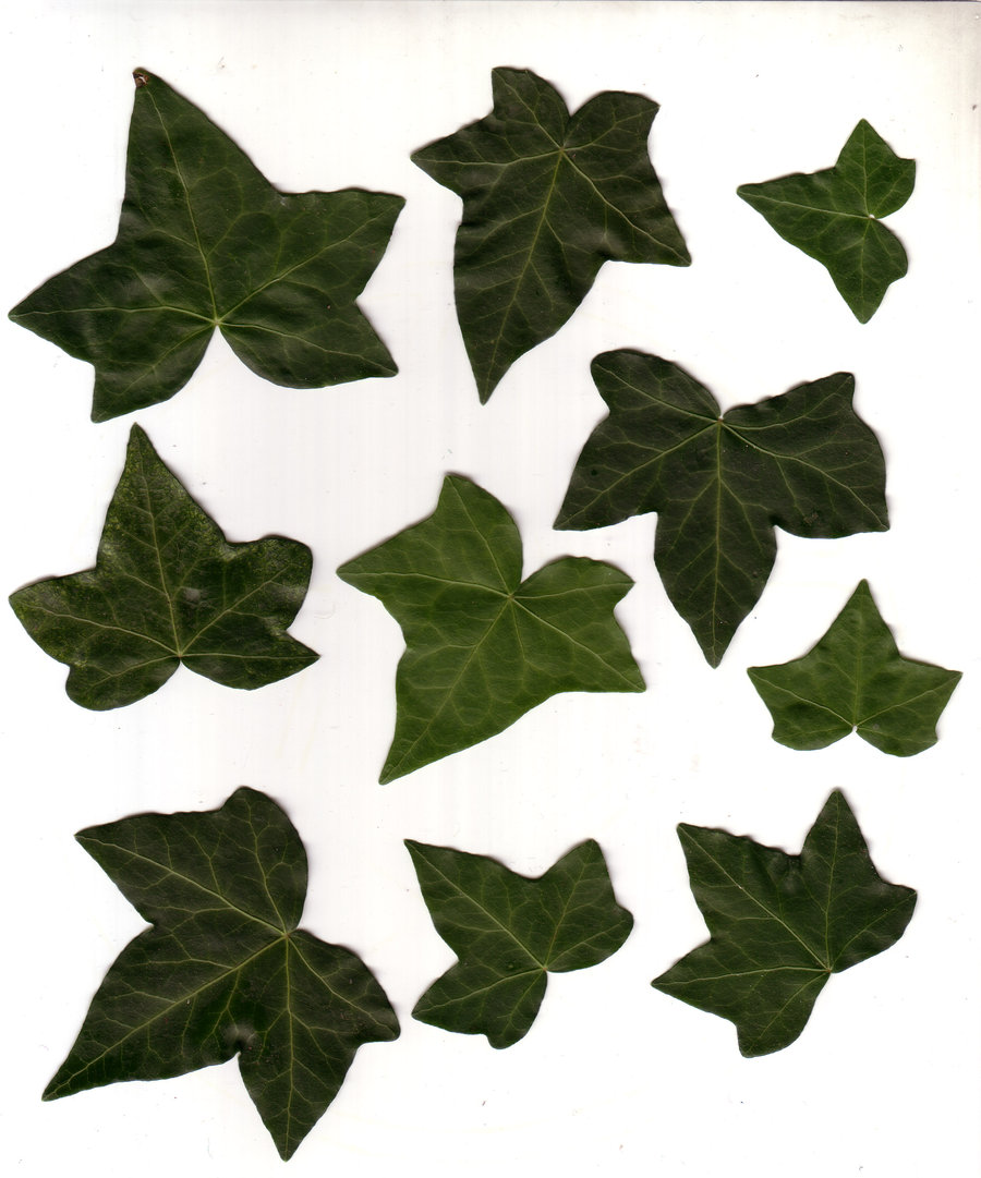 ivy leaves by ky sta watch resources stock images stock images plants