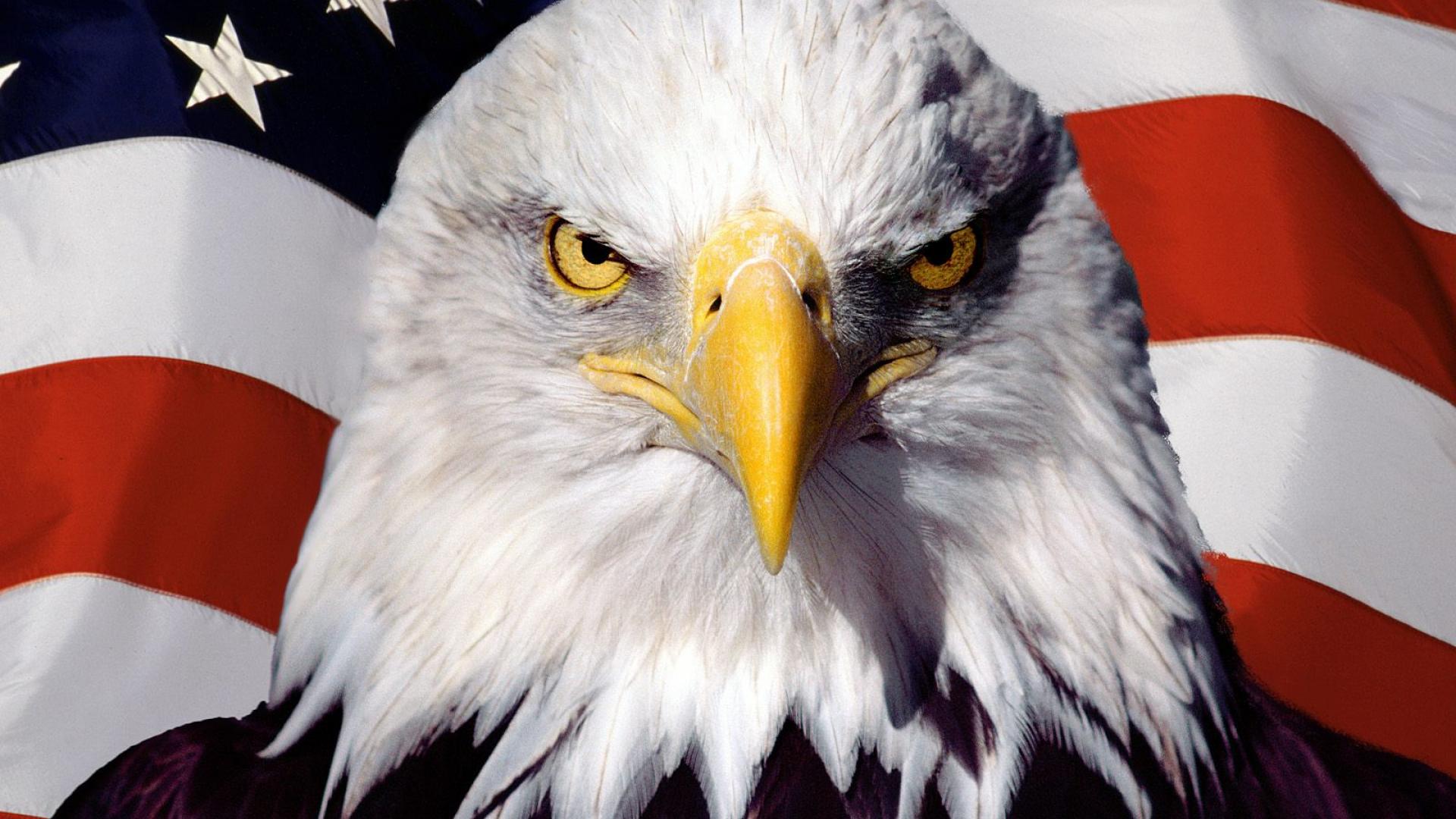 American Flag Bald Eagles Wallpaper Hq
