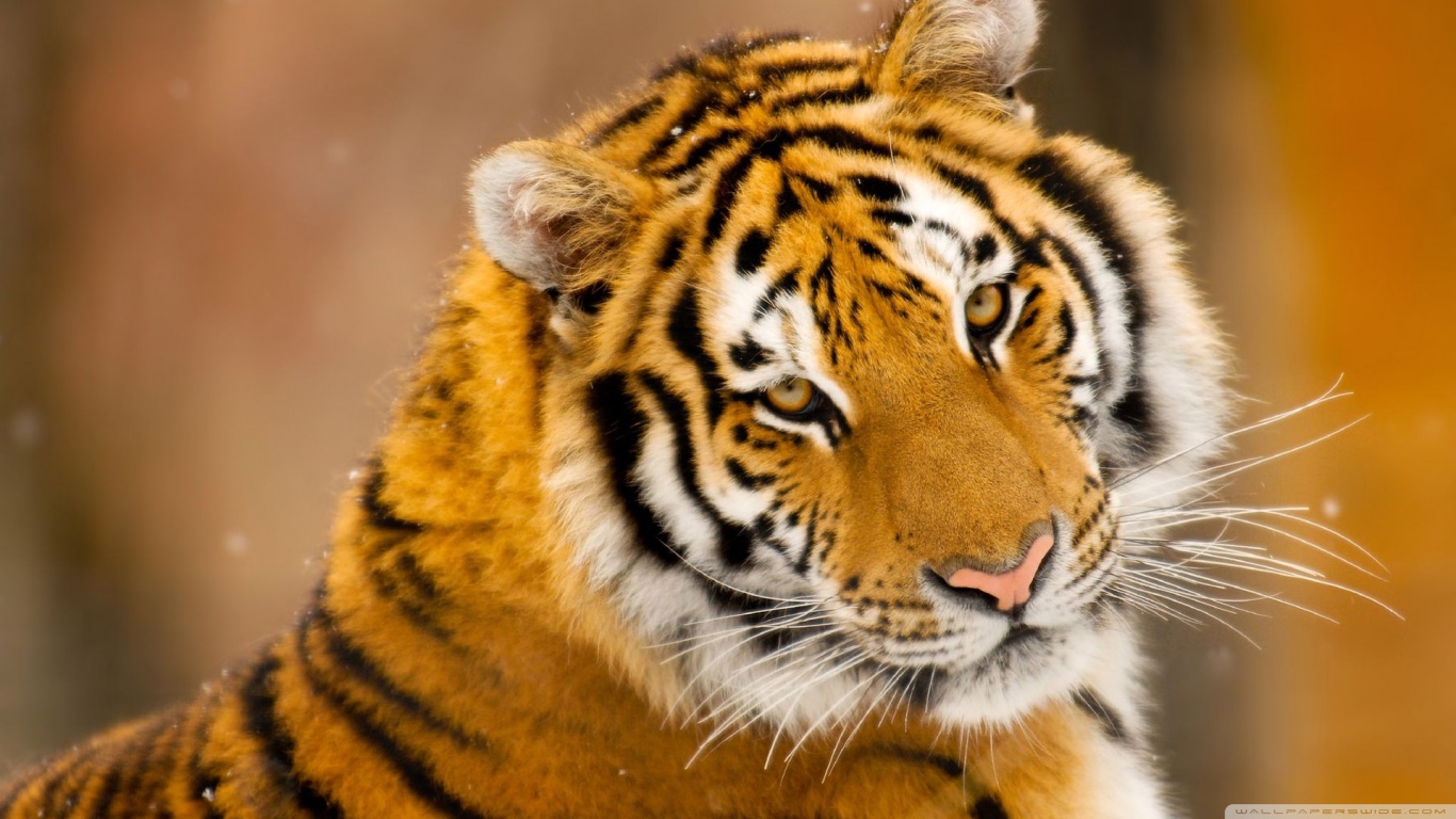 HD Wallpaper Siberian Tiger Wild Animal Desktop Widescreen By