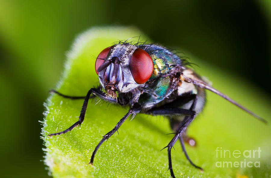 Fly Macro Photograph By Steve Mcsweeny