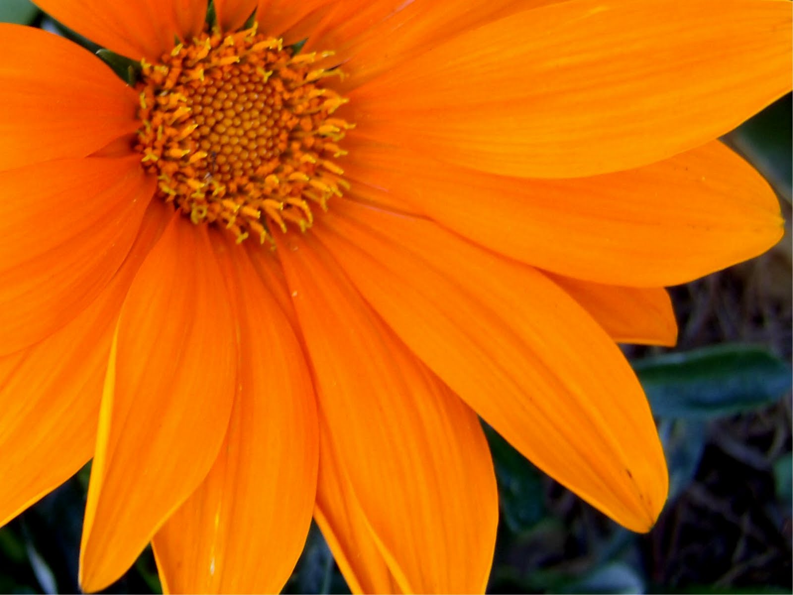 Orange Flowers Wallpaper