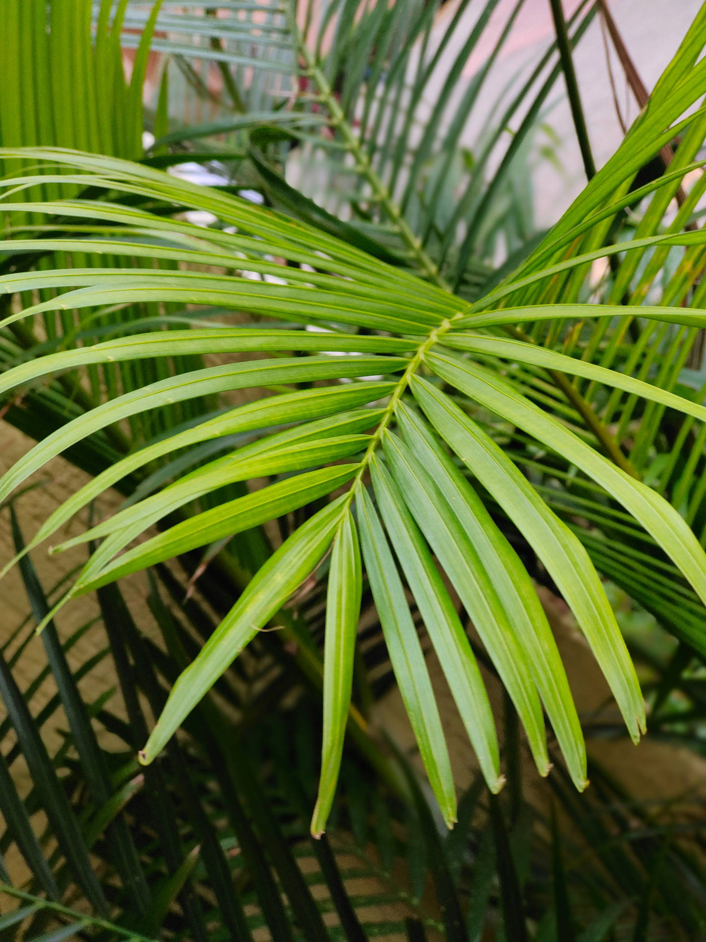 Top Plant Aesthetic Wallpaper Full Hd 4k To Use