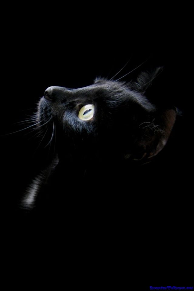 Black Cat iPhone Wallpaper Cats Image