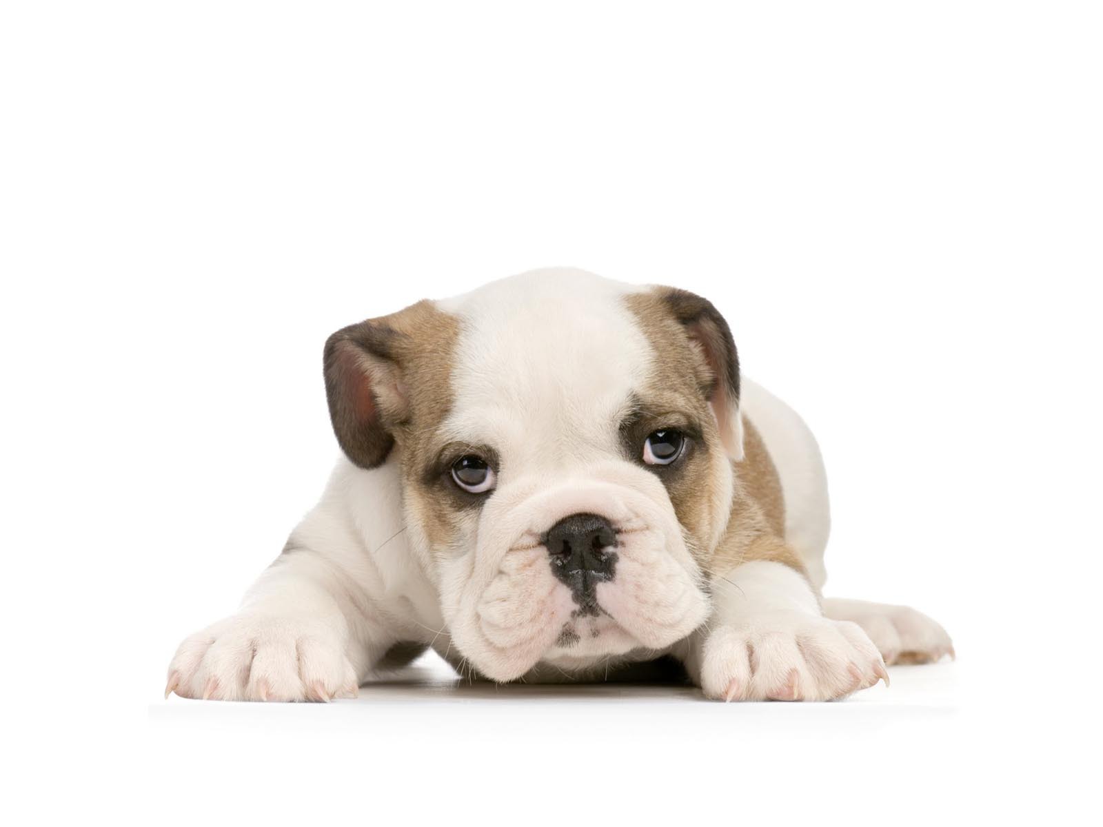Bulldog Puppy On White Background Wallpaper And Image