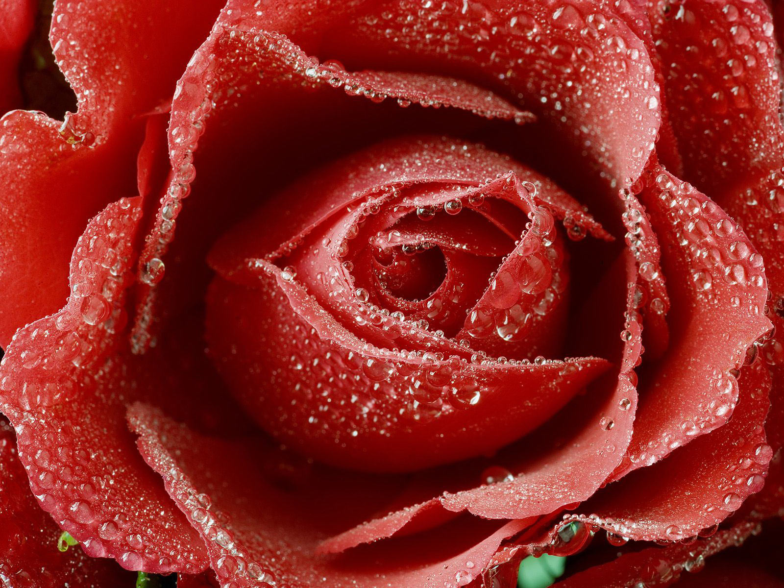 Valentine Flower Background