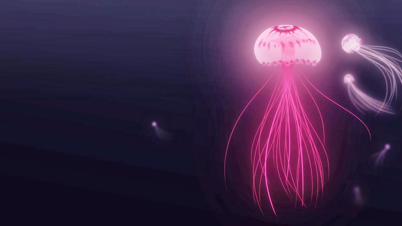 Glowing Jellyfish HD Wallpaper Fever