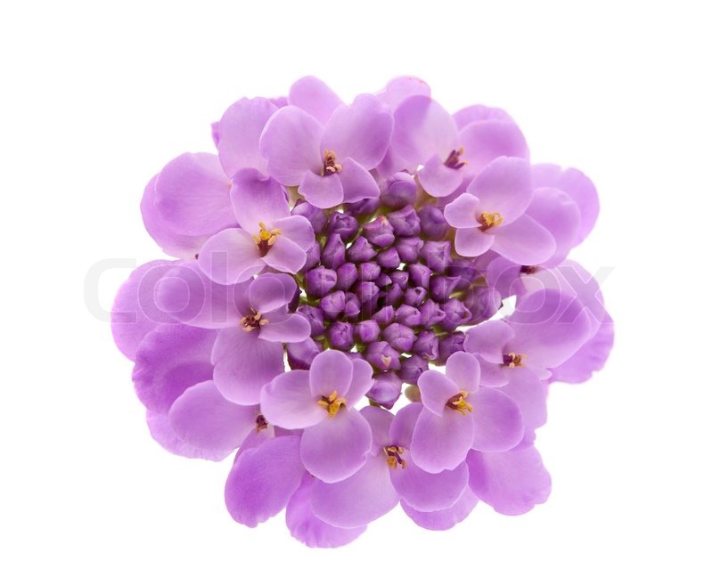 Purple Flower White Background Stock image of purple flowers