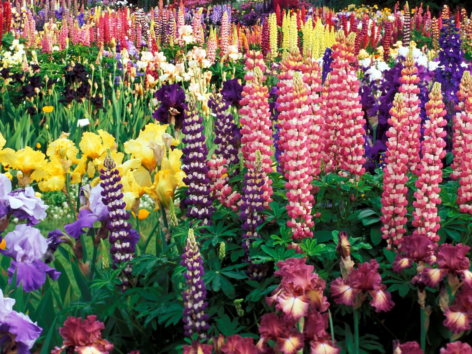 Colorful Flower Garden Flowers Photography Desktop Wallpaper