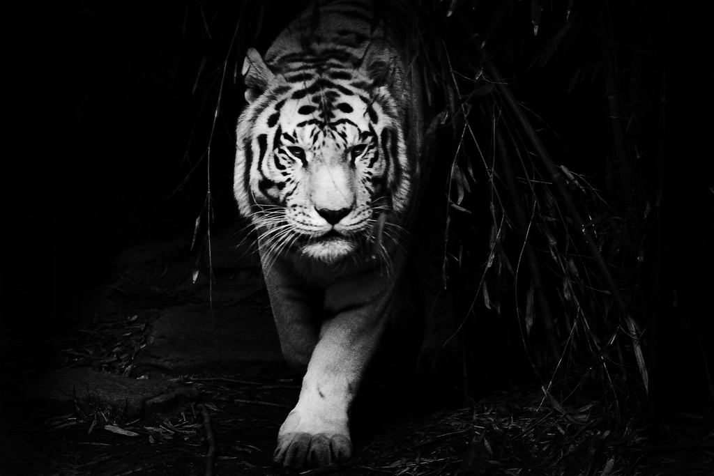 13   Moti White Bengal Tiger In Black And White by CANON DIVA