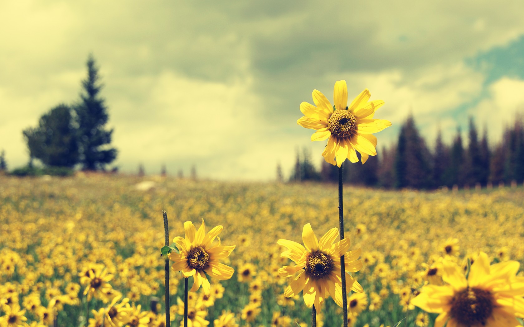 Sunflower Field Pictures Px High