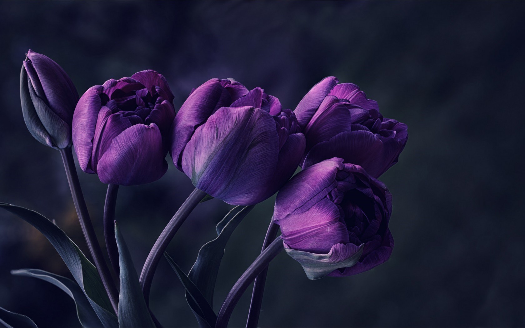 Night Dark Tulips Purple Petals Photo Beautiful Wallpaper