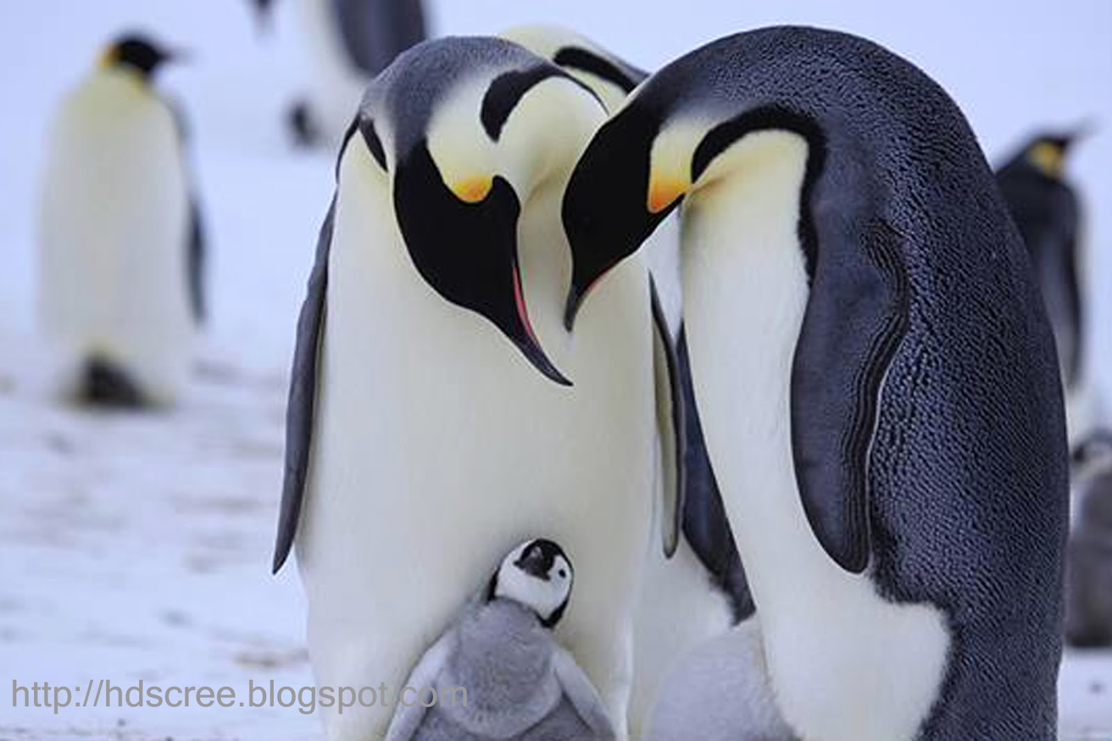 Best HD Screensaver Of Penguin Wallpaper